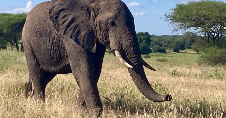 An adult elephant walking through grass with trees in background