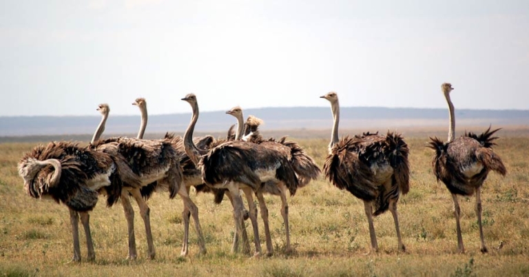 A group of female ostriches stands on grassland