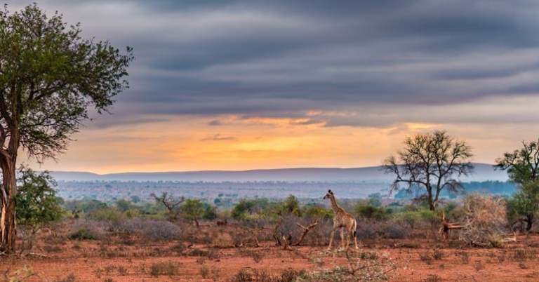 Wide shot of sunrise and open landscape with a giraffe in the distance