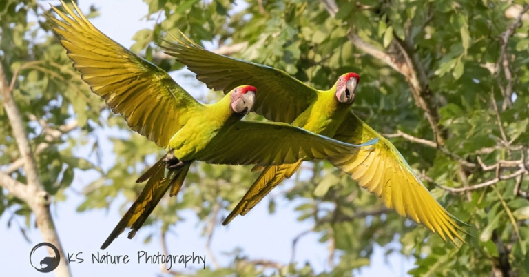 Two Great Green Macaws in flight