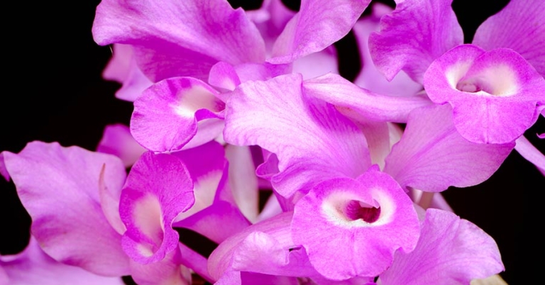 Close-up of orchid petals