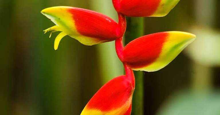 Hanging lobster claw heliconia