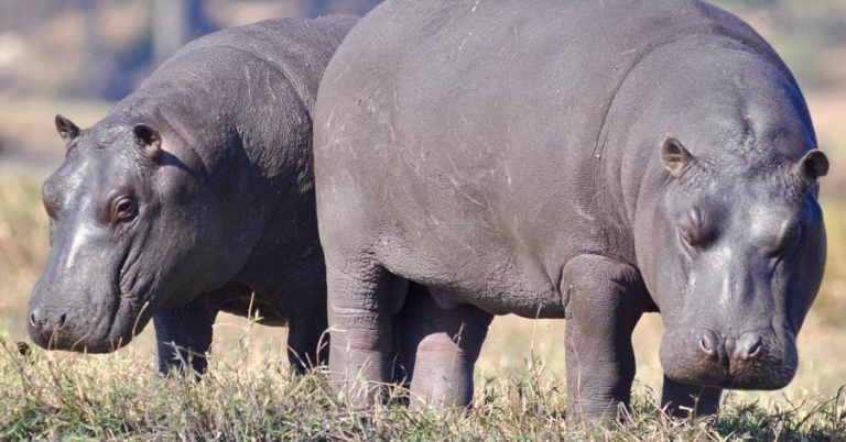 Two hippos standing side by side