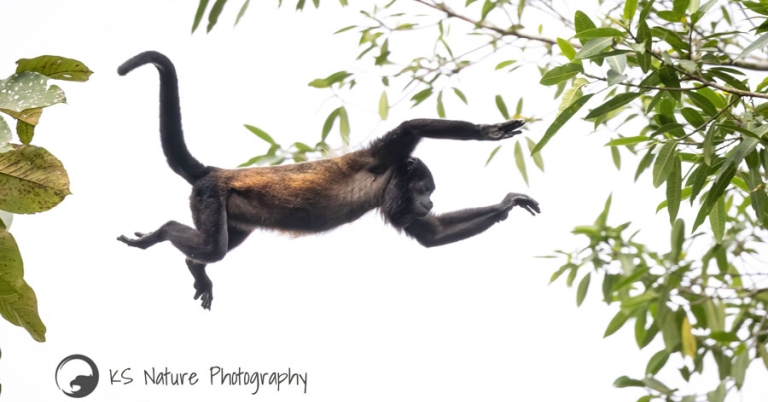 A howler monkey leaping between trees