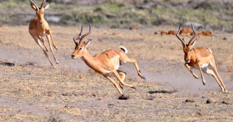 Three impalas running in a savanna landscape