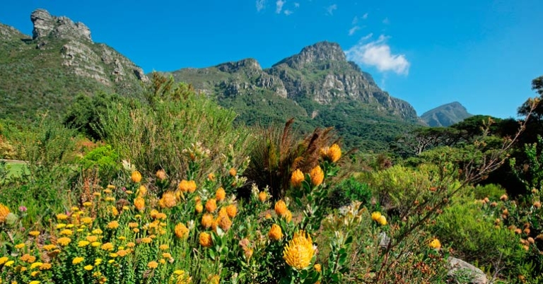 Wide view of yellow flowers with mountains in the distance