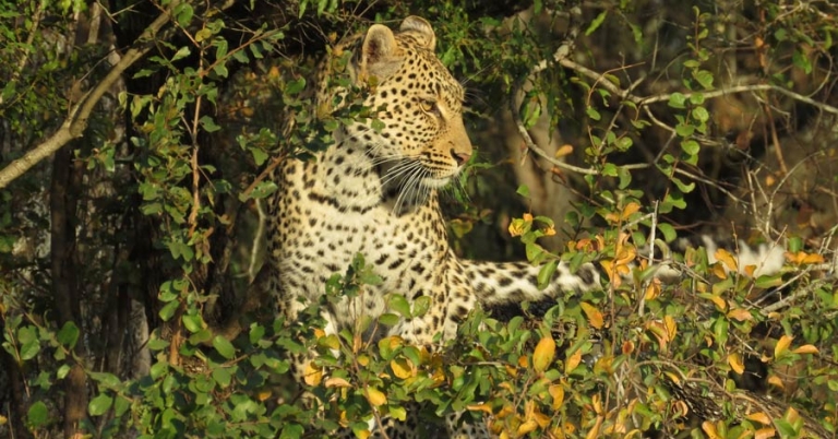 A leopard resting in vegetation