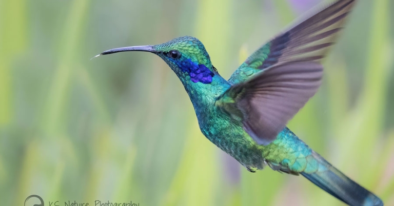 Lesser Violetear hummingbird in flight