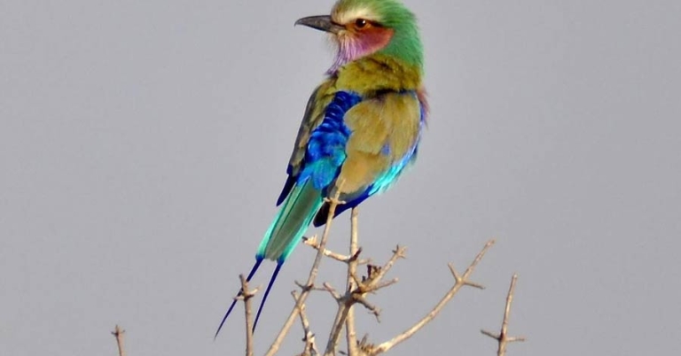 A Lilac-breasted Roller bird perched on a thorny branch