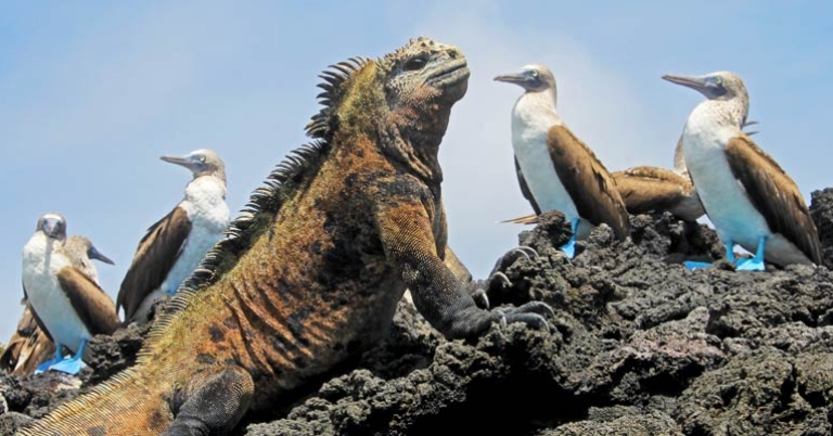 Marine iguana sitting on a rock surrounded by five blue-footed boobies