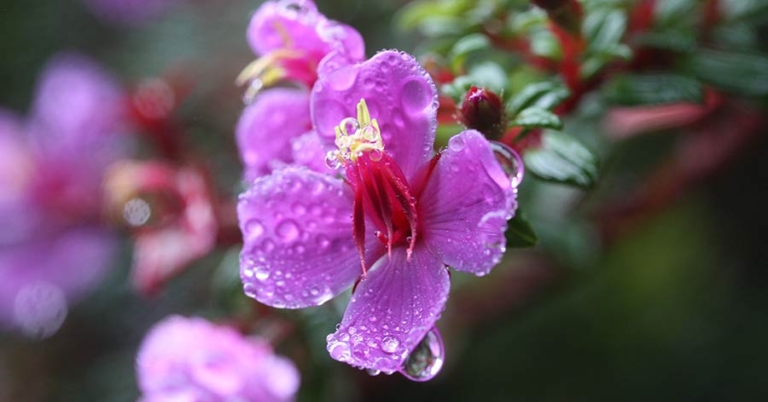 Closeup of a Monochaetum vulcanicum flower with dew on the petals