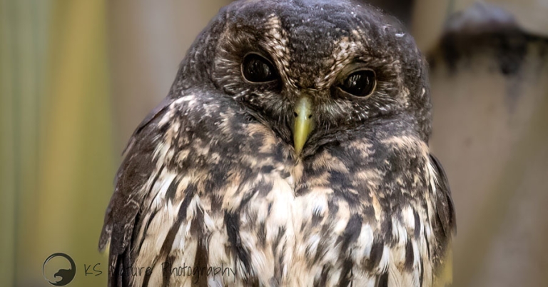 Close-up of a Mottled Owl