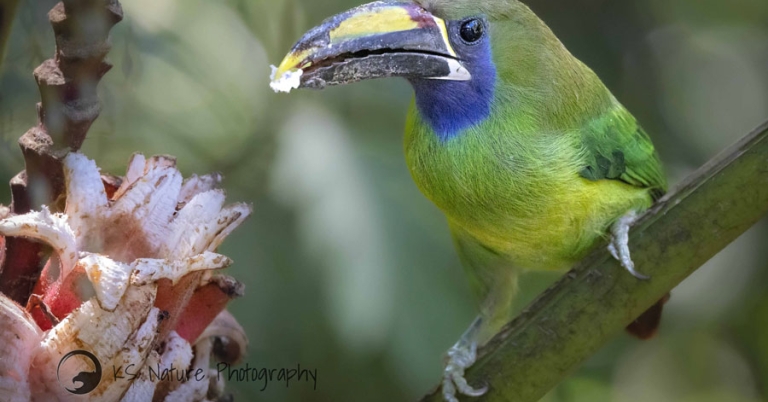 Northern Emerald-Toucanet perched on a branch