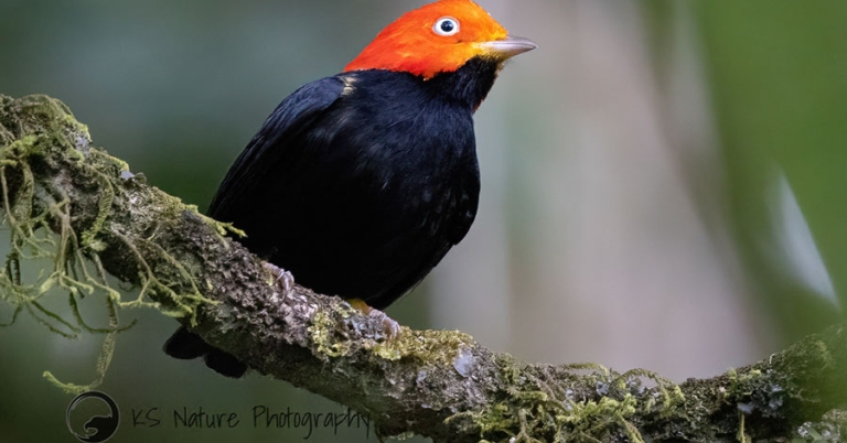 Red-capped Manakin bird perched on a mossy branch
