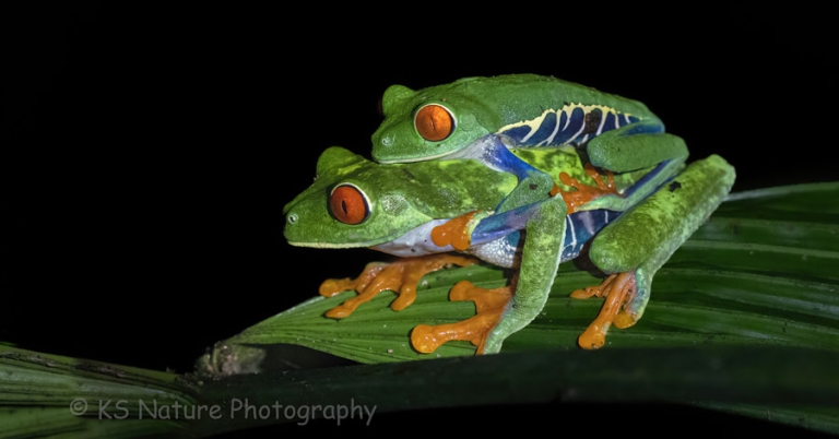 Two red-eyed tree frogs on a leaf
