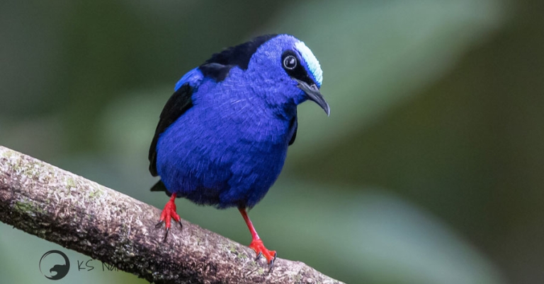 Red-legged Honeycreeper perched on a branch