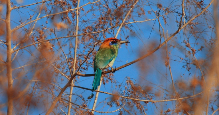 Russet-crowned Motmot on a branch