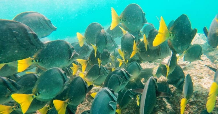 Large school of fish underwater