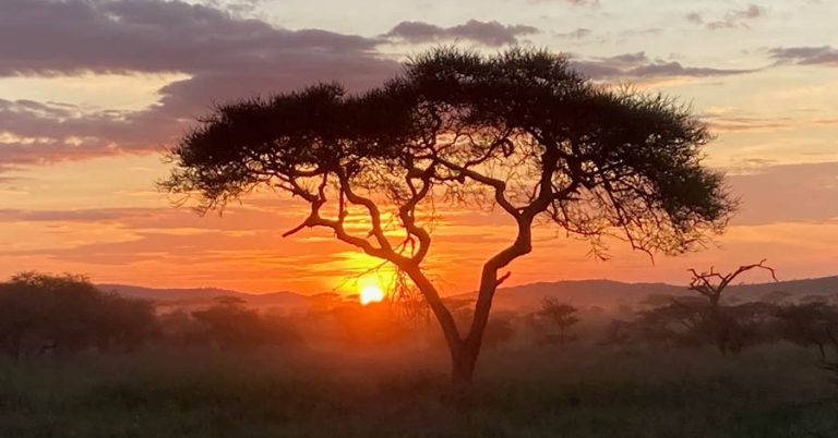 A large tree silhouetted against the sky with the sun setting behind low mountains in the background