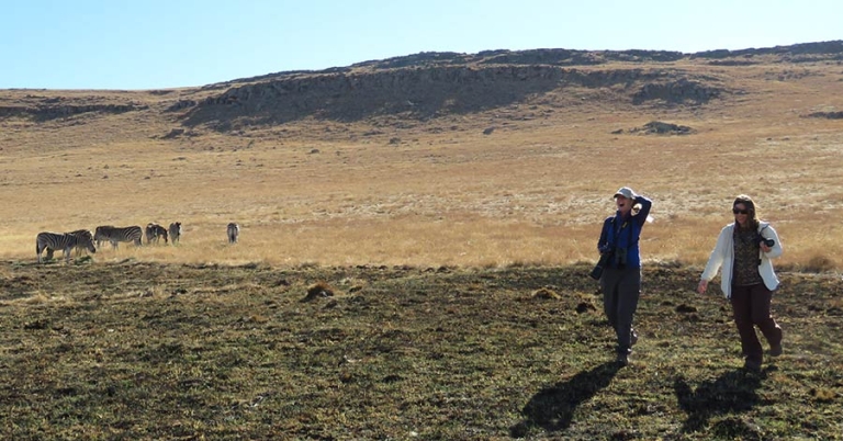 Two people smile and walk through low grass with a small herd of zebras in the background