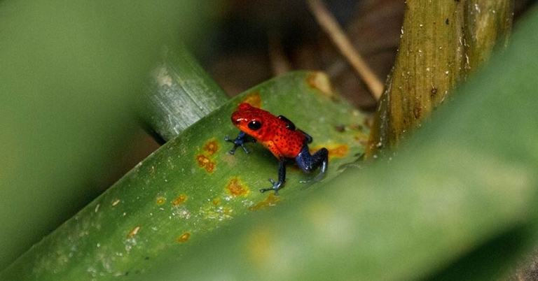 Closeup of a poison dart frog on a leaf