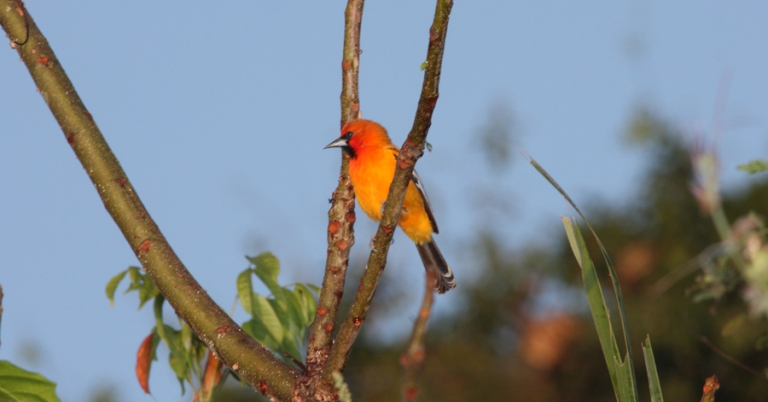 Streak-backed Oriole on a branch