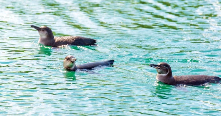 Three penguins float in the water