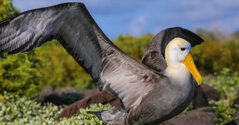 Bird on the ground lifting its wings