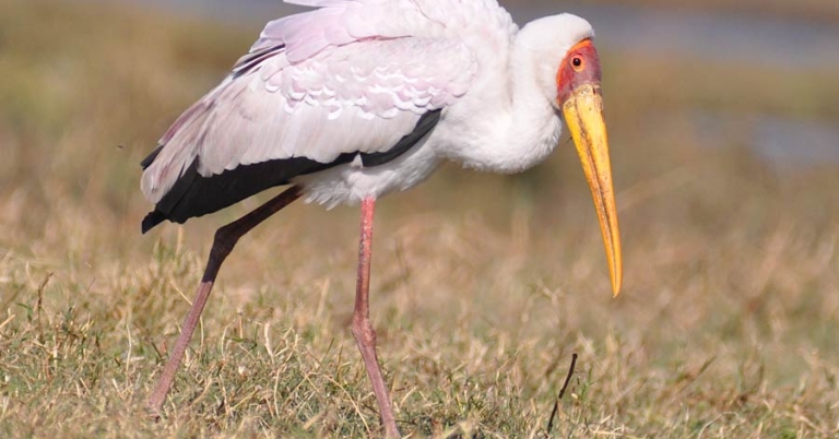 A Yellow-billed Stork stands in low grass