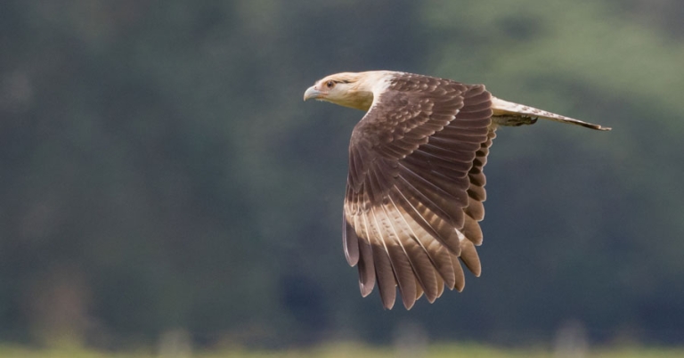 Yellow-headed Caracara in flight