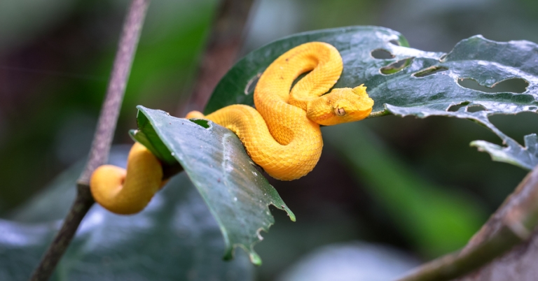 Eyelash Viper on a leaf