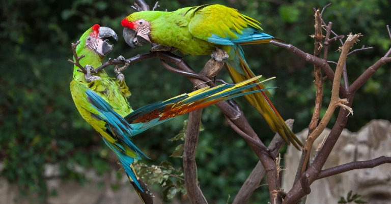 Two Great Green Macaws facing each other