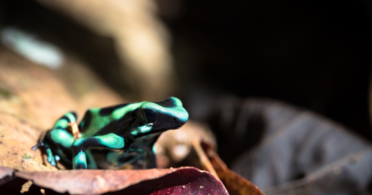 Green and Black Poison Dart Frog sitting on a leaf