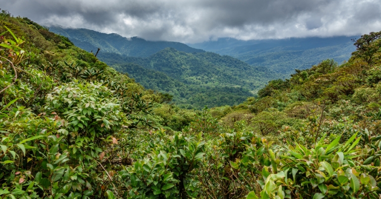 Lush green landscapes of Monteverde Cloud Forest Reserve