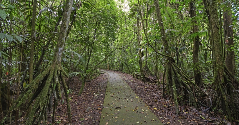 Walking palms along a trail in La Selva Research Station