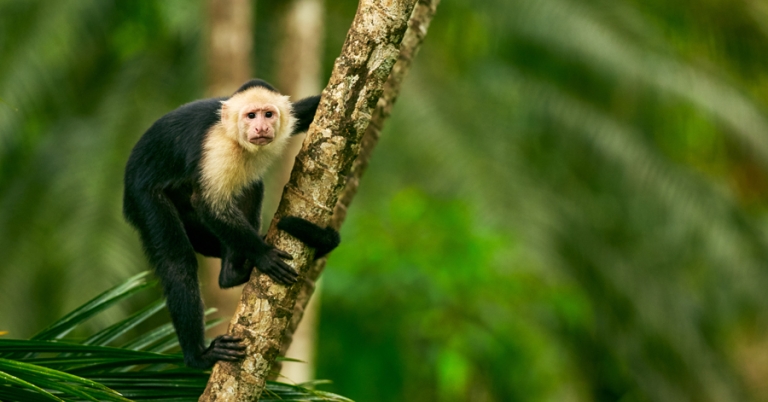 White-headed Capuchin monkey on a tree branch