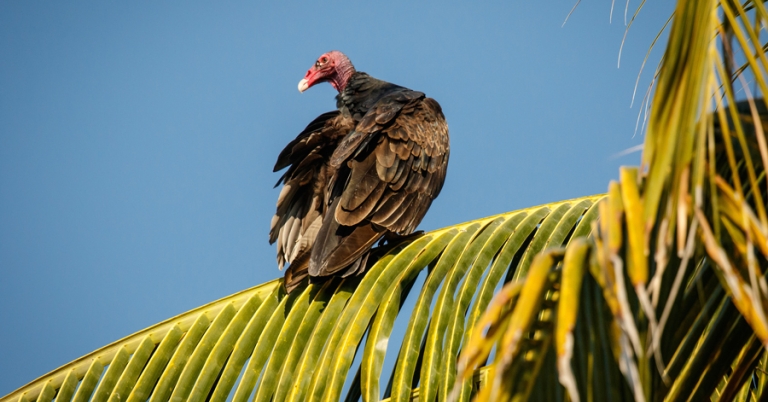 Turkey Vulture on a Palm Tree in Oaxaca