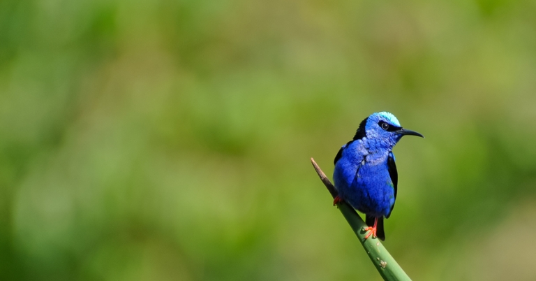 Red-legged Honeycreeper on a branch