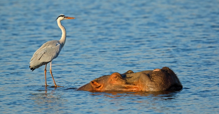 Gray Heron on top of a hippo submerged in water at Kruger National Park