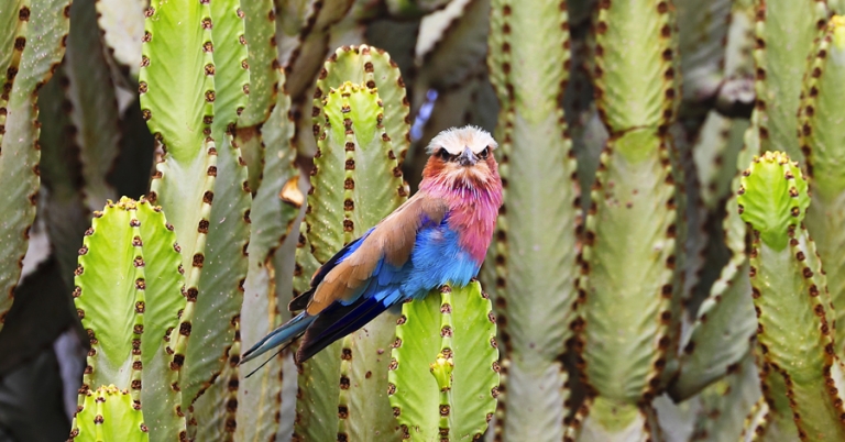 Lilac-breasted Roller on a cactus