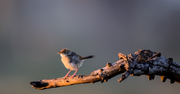 Rattling Cisticola on a branch in Kruger National Park