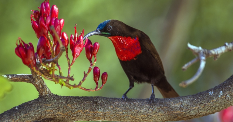 Scarlet-chested Sunbird on a branch in Kruger National Park