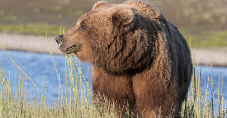 Brown bear in Alaska