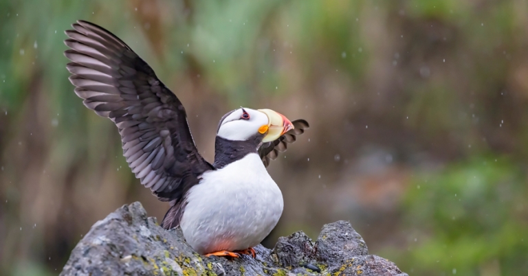 Horned Puffin on a rock