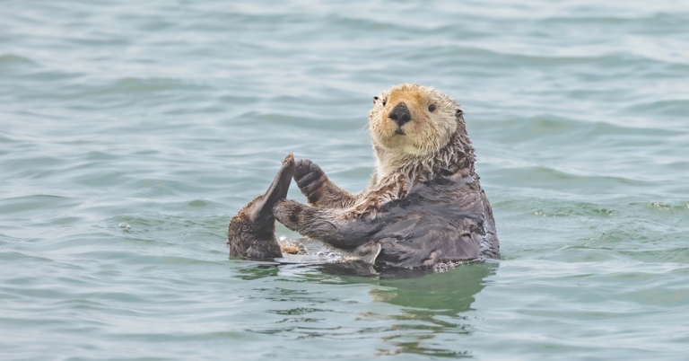 Sea otter swimming in Alaska