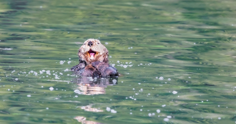 Sea otter swimming in Alaska