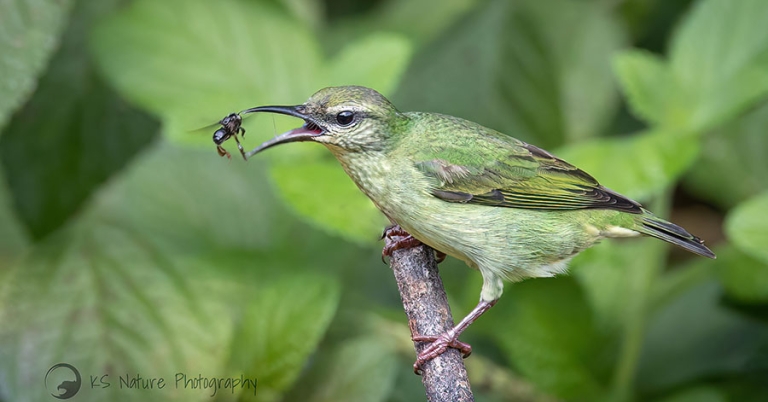 A bird perched on a branch opens its beak toward a flying insect