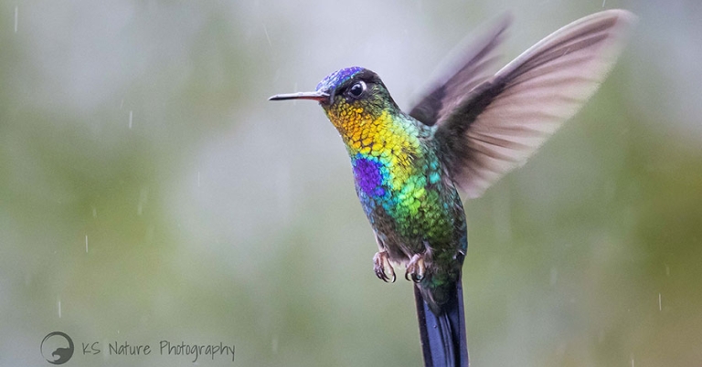 A Fiery-throated Hummingbird in flight surrounded by raindrops