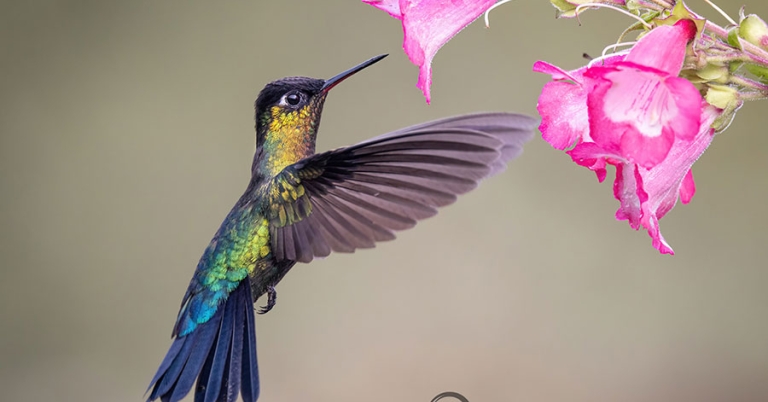 A Fiery-throated Hummingbird in flight approaching a flower