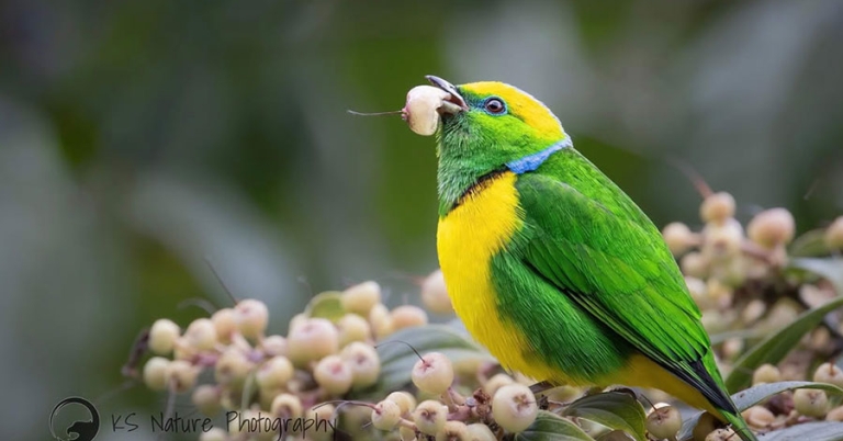 A Golden-browed Chlorophonia eats a berry while perched on a branch surrounded by more berries